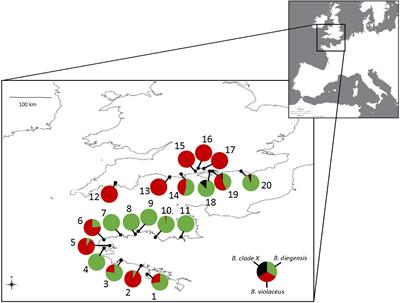 Cryptic Diversity and Database Errors Challenge Non-indigenous Species Surveys: An Illustration With Botrylloides spp. in the English Channel and Mediterranean Sea